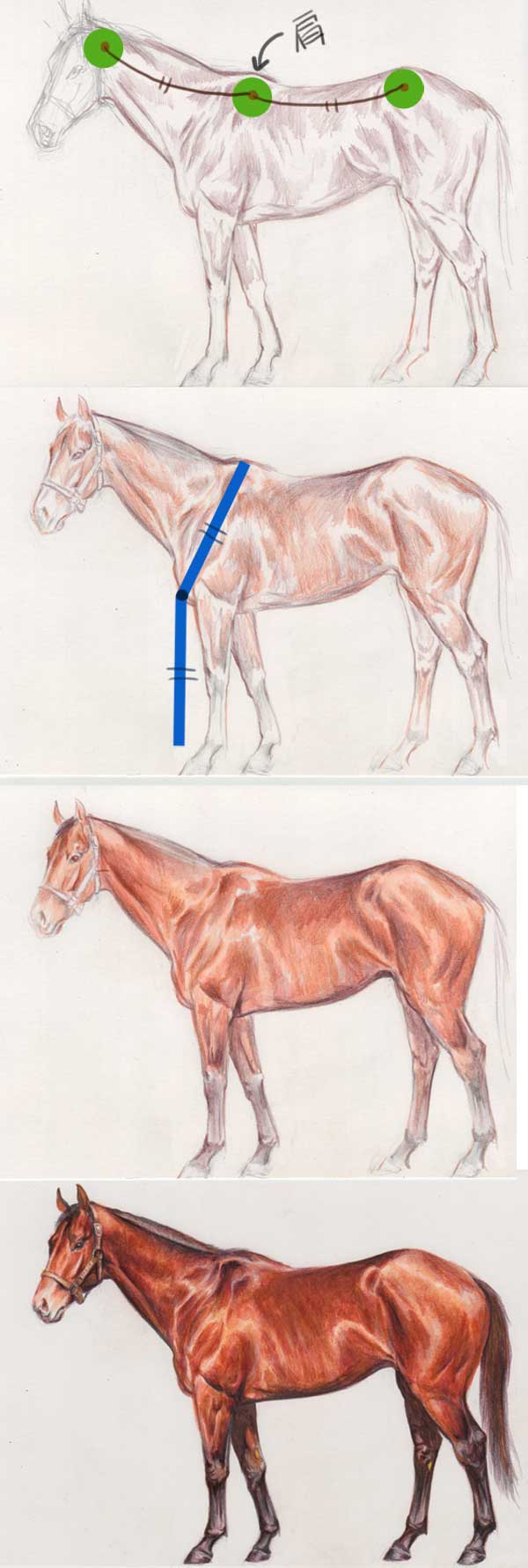馬の描き方講座その２ 七海ルシアのイラストギャラリー